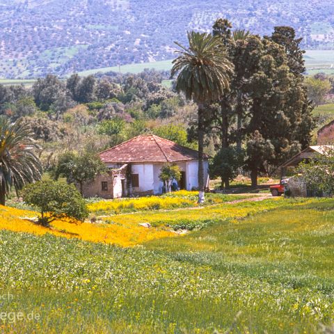 Marokko 007 Wiese im Fruehling